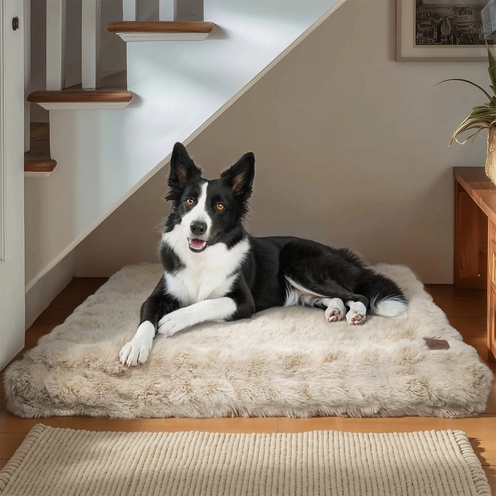 lit chien espace repos securisant
