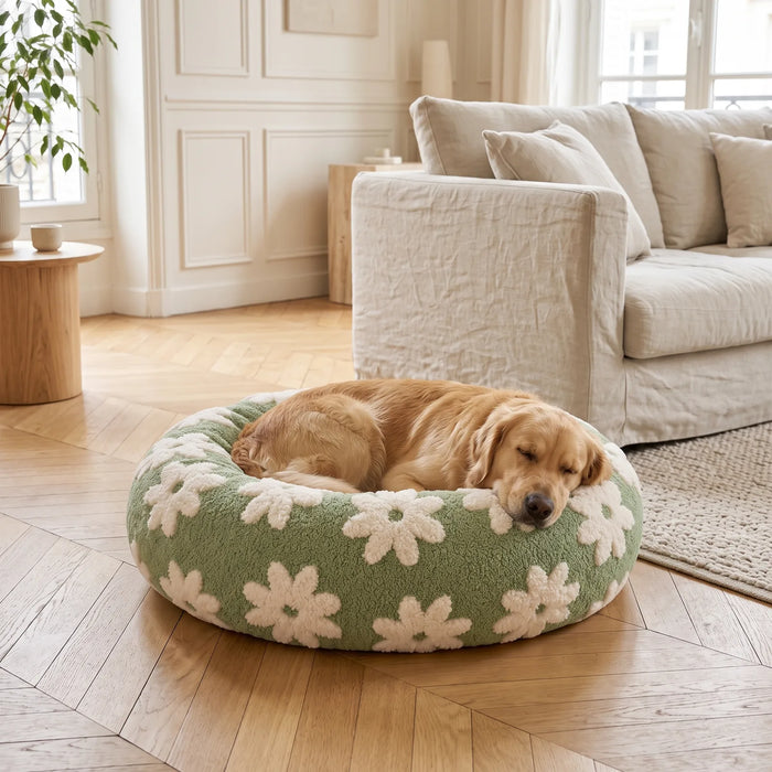 Golden Retriever endormi dans un panier rond anti-stress vert à pâquerettes blanches, dans un salon lumineux