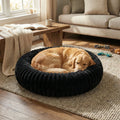 chien couche tranquillement interieur