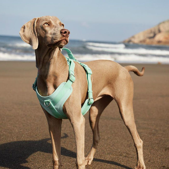 Harnais Imperméable Gummy pour Chien | Antibactérien, Anti-Traction, Plage & Baignade, Nettoyage Facile