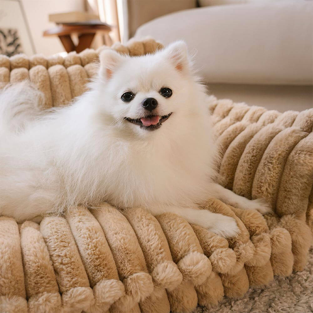 Sofa orthopédique pour chien - chien de petite taille installé sur le coussin